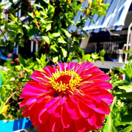 Zante Dahlia Ξενοδοχείο Λαγανάς Εξωτερικό φωτογραφία