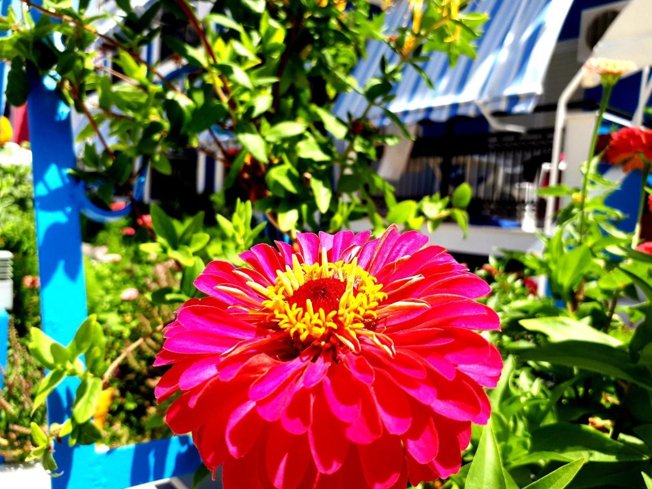 Zante Dahlia Ξενοδοχείο Λαγανάς Εξωτερικό φωτογραφία