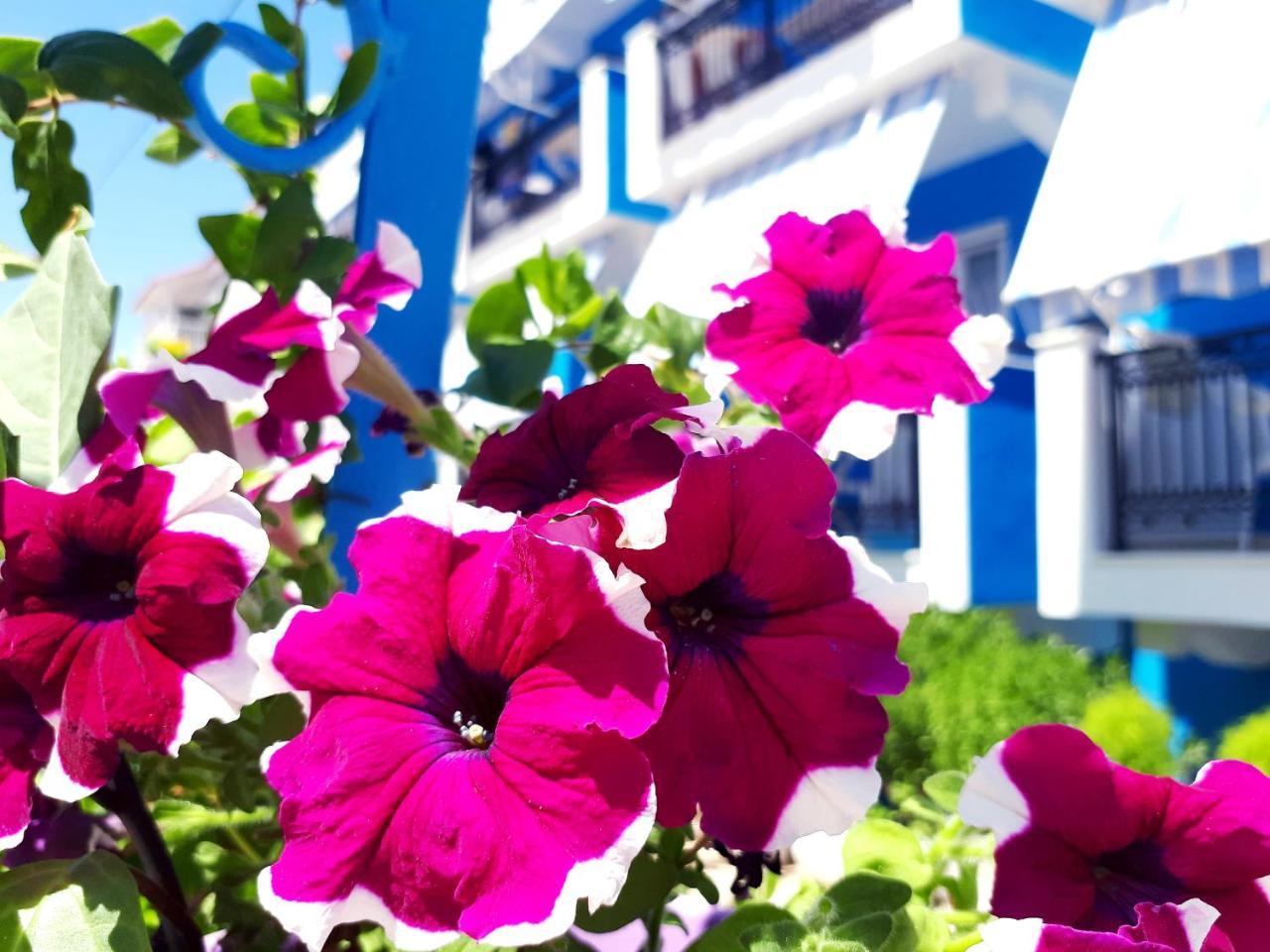 Zante Dahlia Ξενοδοχείο Λαγανάς Εξωτερικό φωτογραφία