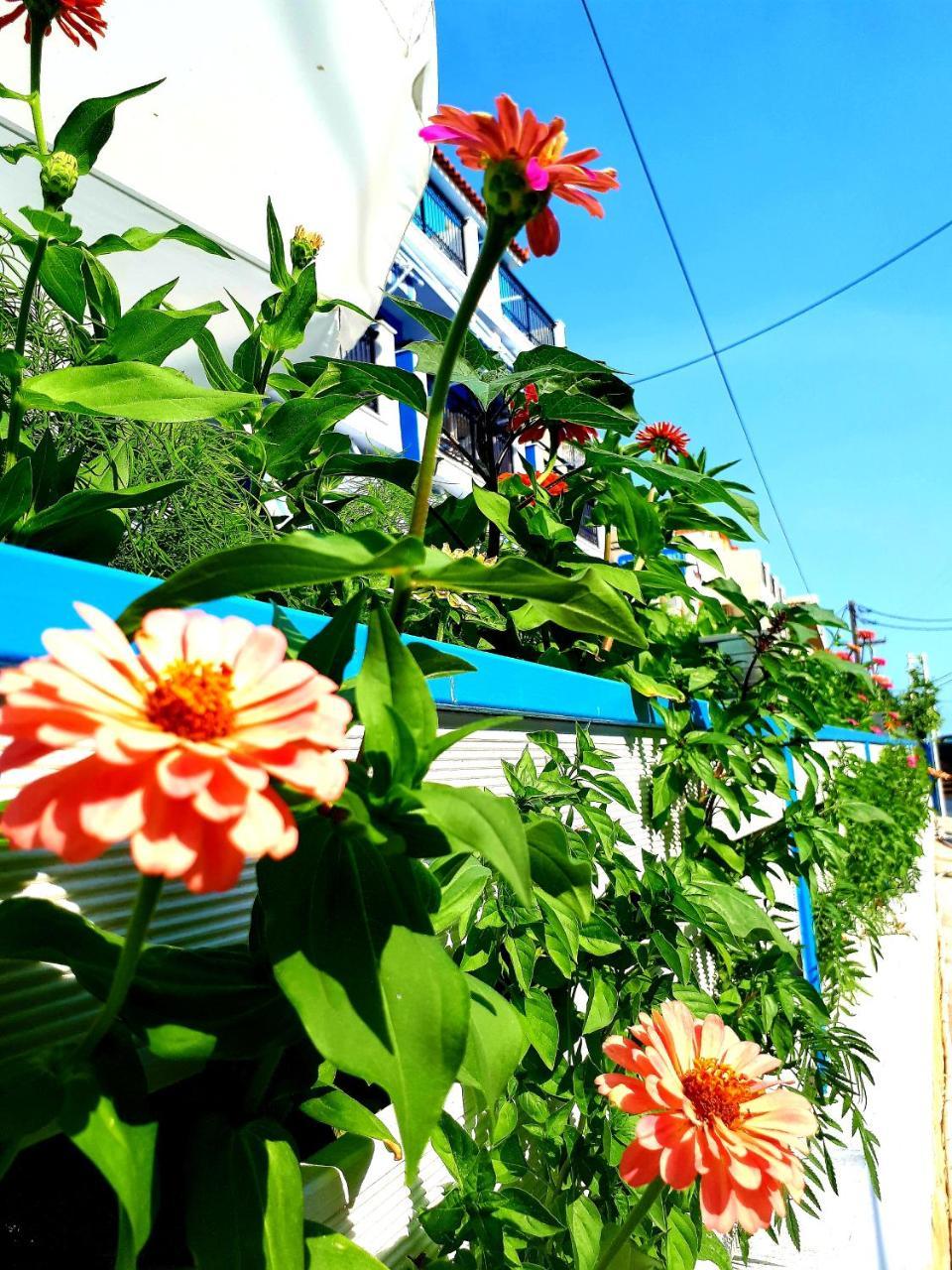 Zante Dahlia Ξενοδοχείο Λαγανάς Εξωτερικό φωτογραφία