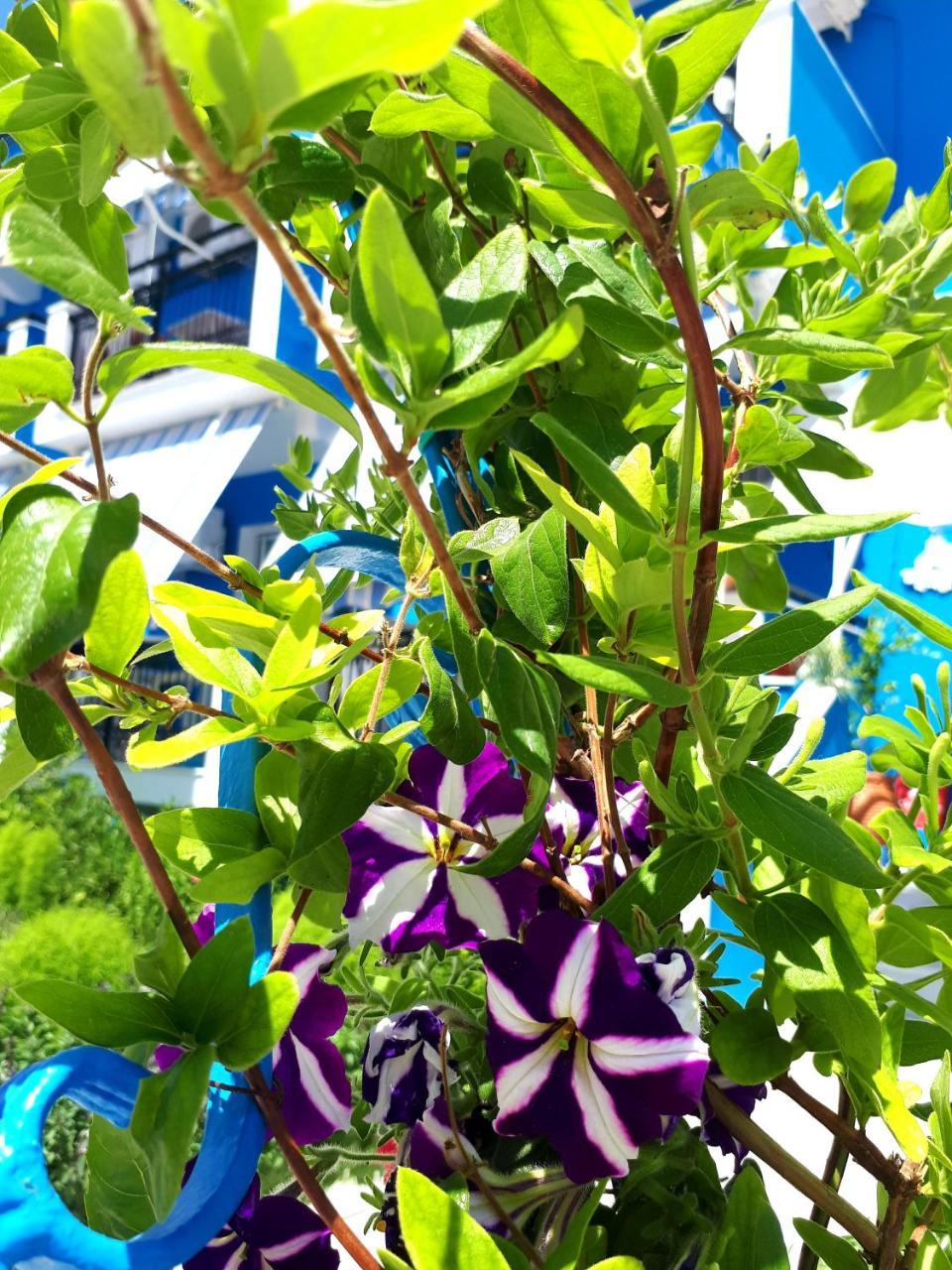 Zante Dahlia Ξενοδοχείο Λαγανάς Εξωτερικό φωτογραφία