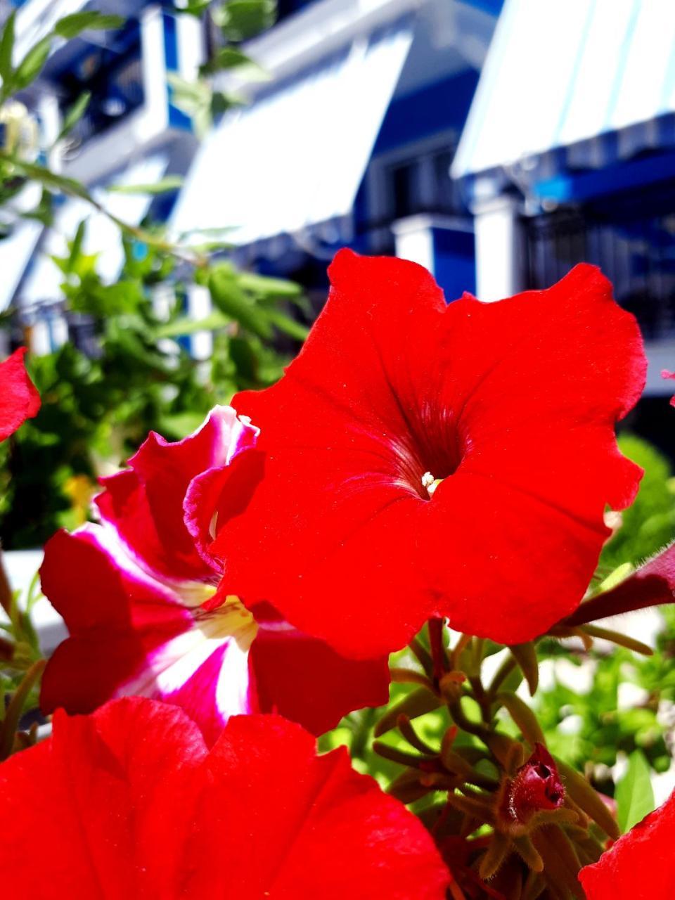 Zante Dahlia Ξενοδοχείο Λαγανάς Εξωτερικό φωτογραφία
