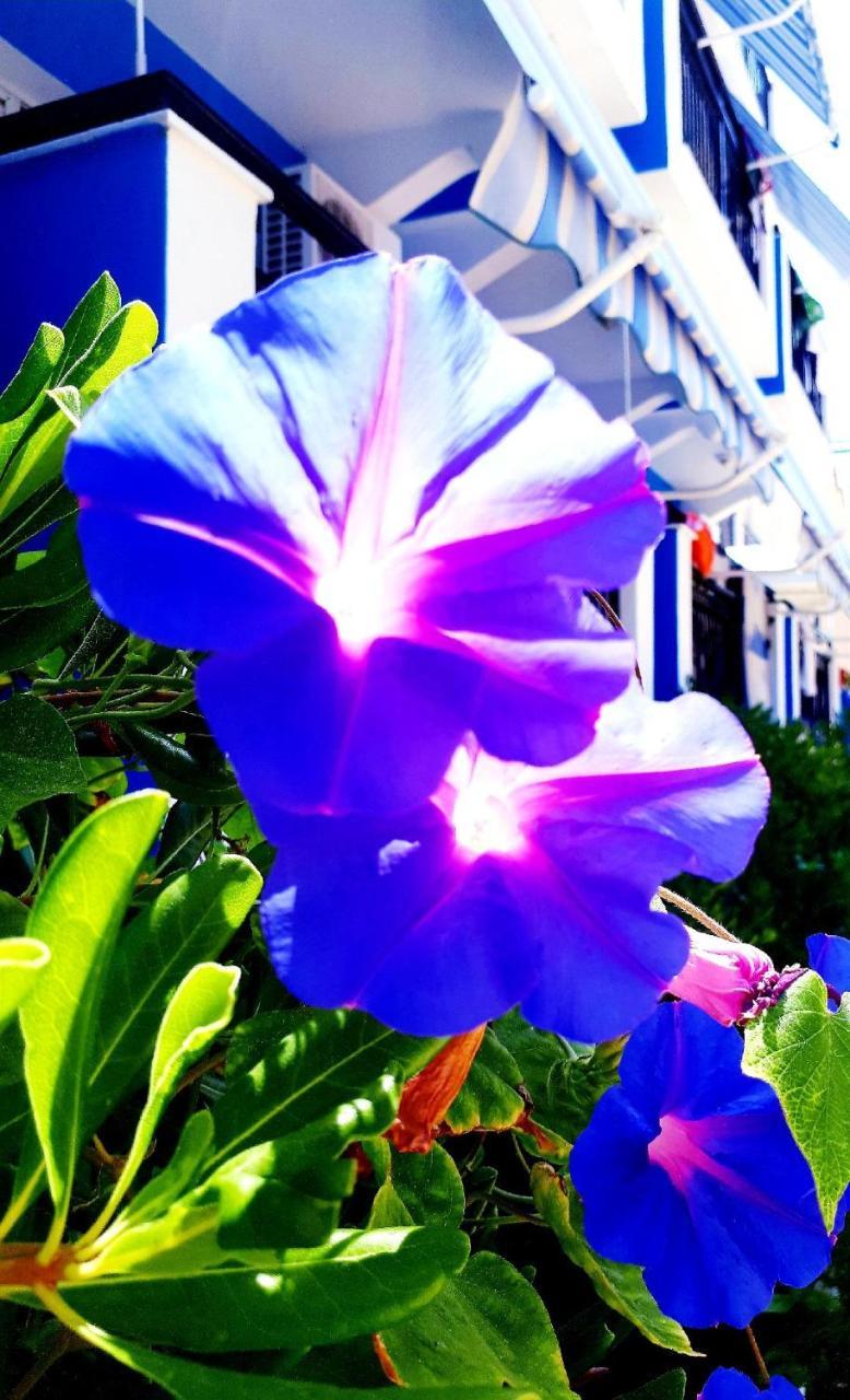 Zante Dahlia Ξενοδοχείο Λαγανάς Εξωτερικό φωτογραφία