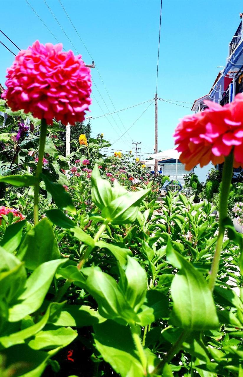 Zante Dahlia Ξενοδοχείο Λαγανάς Εξωτερικό φωτογραφία