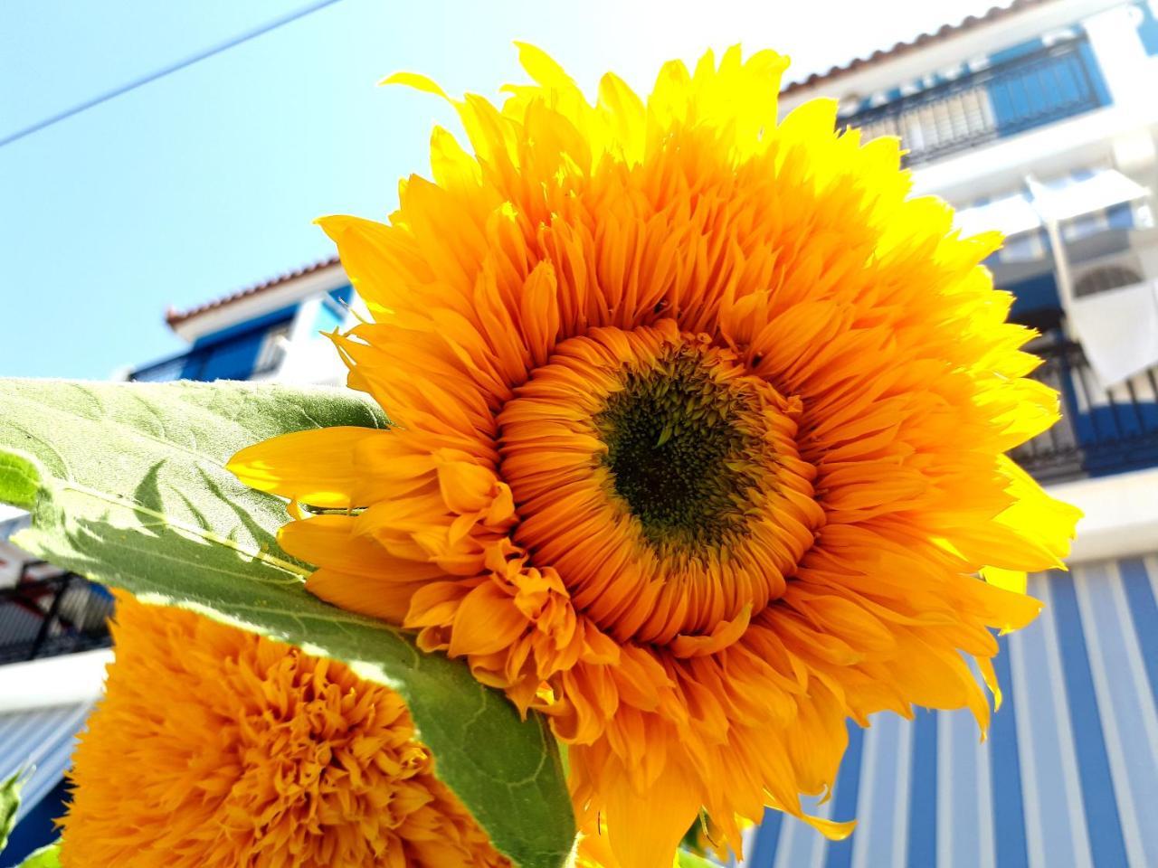 Zante Dahlia Ξενοδοχείο Λαγανάς Εξωτερικό φωτογραφία